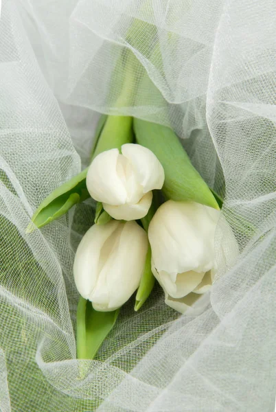 Delicate bouquet of white live tulips on white tulip and grass