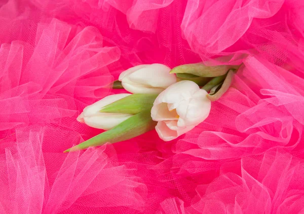 Нежные Белые Весенние Тюльпаны Розовом Тюльпане — стоковое фото