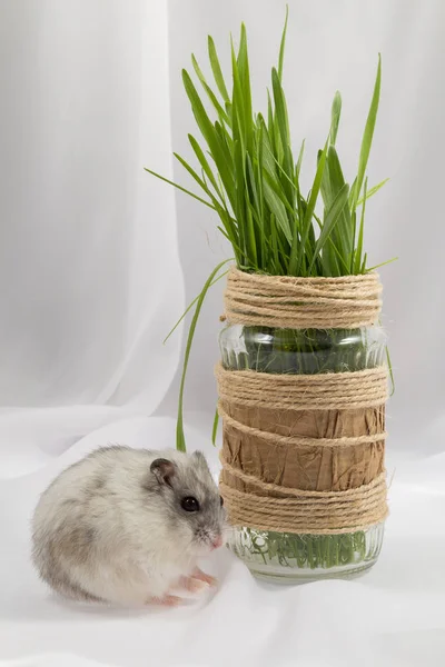 Een Stengel Van Groen Gras Een Glazen Pot Versierd Met — Stockfoto