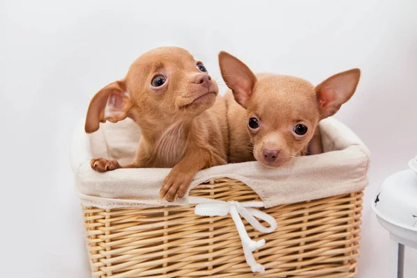 little red puppies of toy terrier dog in a beautiful decorative wicker basket with a fabric tab on a white background