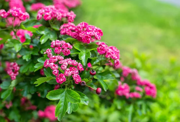 Árvore Primavera Floração Com Pequenas Flores Rosa Rosas — Fotografia de Stock