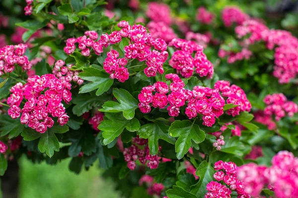 Árvore Primavera Floração Com Pequenas Flores Rosa Rosas — Fotografia de Stock