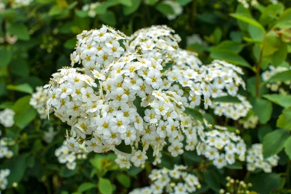 Arbustos Floridos Brancos Noiva Primavera Dia Quente — Fotografia de Stock