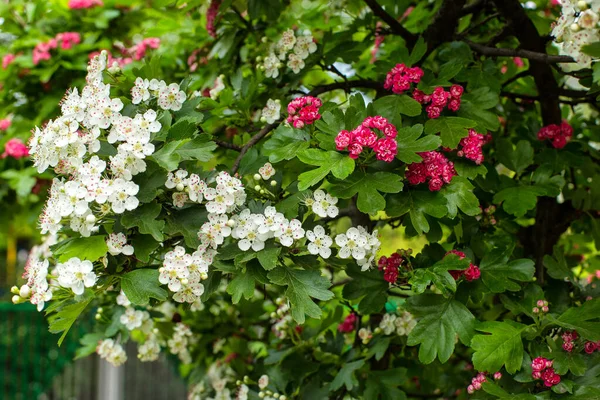Bloeiende Boom Met Witte Roze Kleine Weelderige Bloemen Het Voorjaar — Stockfoto