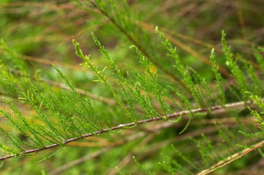 Narin yeşil yay thuja filizi, ince kökler, yeşil bulanık arka plan
