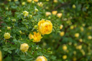 Küçük, sık çiçekli sarı bir gülün çiçek açan çalısı.
