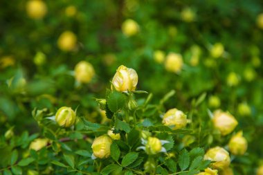 Küçük, sık çiçekli sarı bir gülün çiçek açan çalısı.