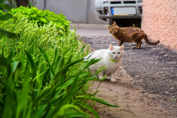 Par Gatos Cerca Lecho Flores Primavera — Foto de Stock