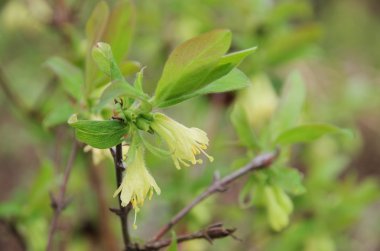 Lonicera kamtschatica çiçeği 