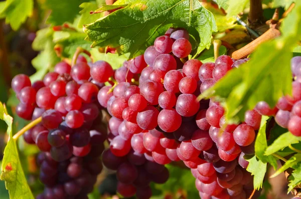 Red grapes in fall — Stock Photo, Image