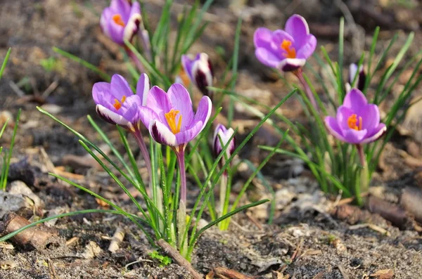 Purple Crocus flowers — Stock Photo, Image