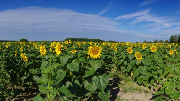 Поле соняшників влітку — стокове фото