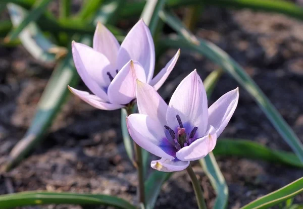 Wild tulip Alba Coerulea Oculata — Stock Photo, Image