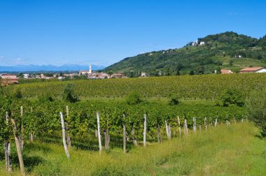 Yaz aylarında Friaul üzüm bağları