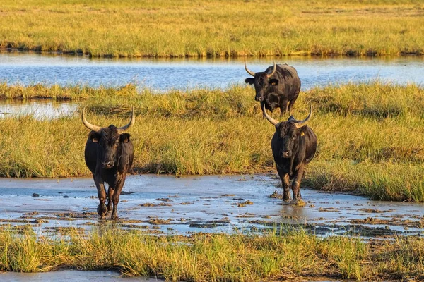 Camarguais bulls in swamp, France — Stock Photo, Image