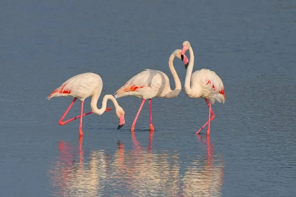 Flamingos in der Camargue, Frankreich — Stockfoto