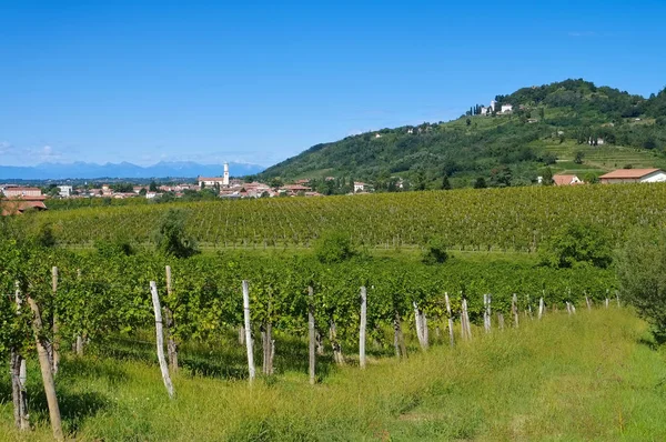 Yaz aylarında Friaul üzüm bağları