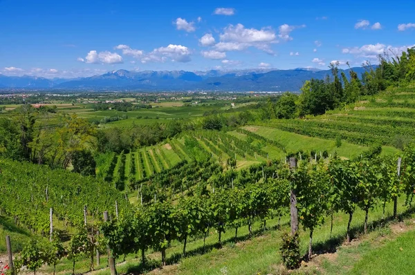 Friaul vineyards in summer — Stock Photo, Image