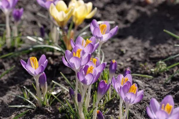 Crocus květy na jaře — Stock fotografie