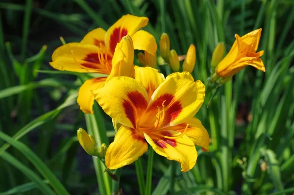 Daylily of the species Fooled Me — Stock Photo, Image