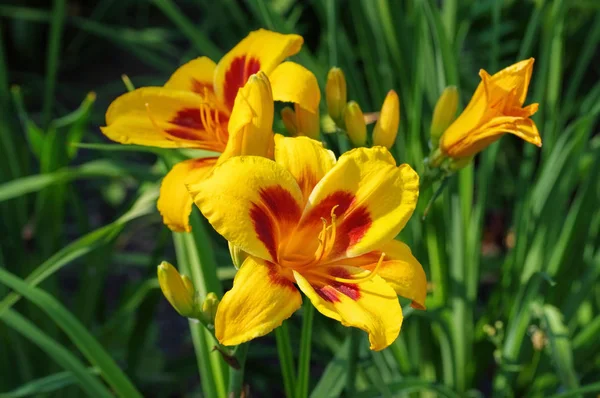 Nénuphar de l'espèce m'a trompé — Photo