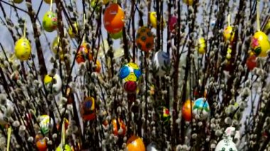 Paskalya çalı söğüt