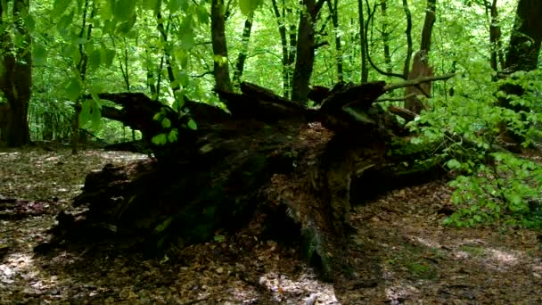Tree trunk in beech forest — Stock Video