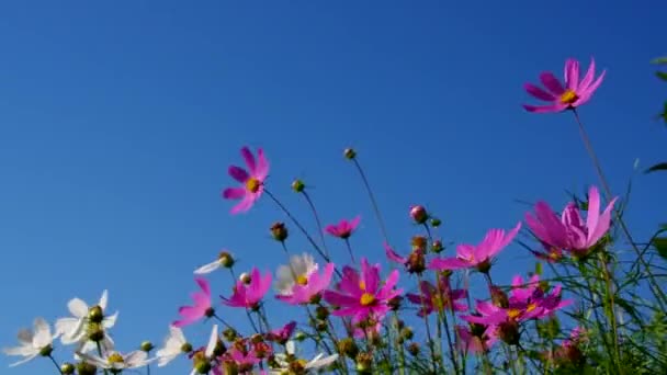 La flor Cosmea en verano — Vídeo de stock