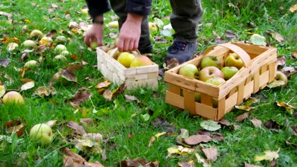 Geldsegen im Herbst — Stockvideo