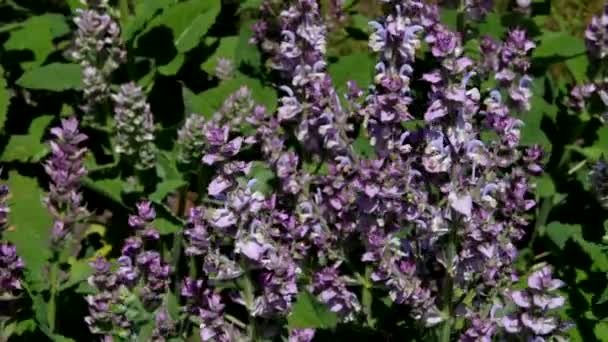 Pianta di salvia sclarea in giardino — Video Stock