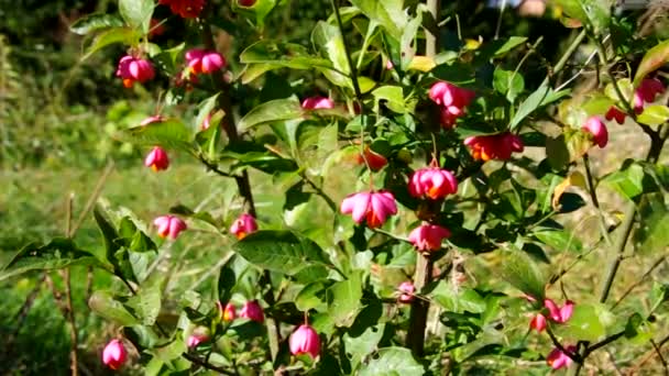 European spindle tree — Stock Video