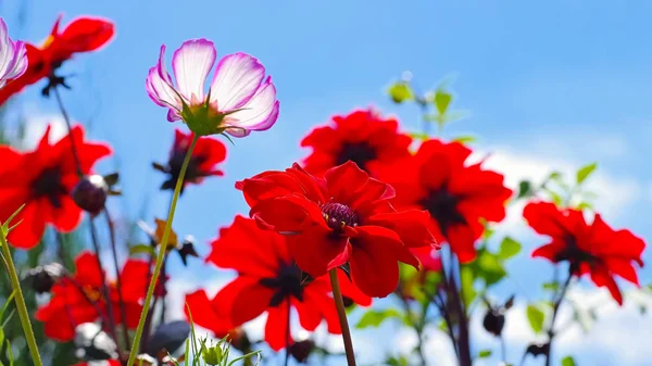 ダリアの Olympicfire と Cosmea の花 — ストック写真