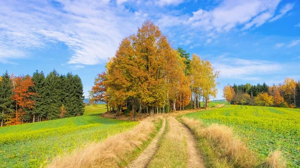 Sentier de randonnée dans les montagnes de grès Elbe — Photo