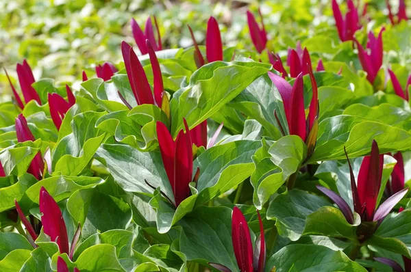 延龄草 kurabayashii 红色开花植物 — 图库照片