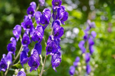 Ortak boğan veya Aconitum napellus