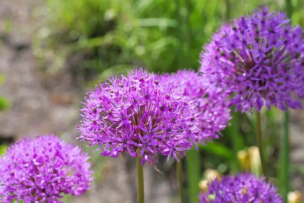 Cipolla ornamentale Allium, palline di fiori viola — Foto Stock