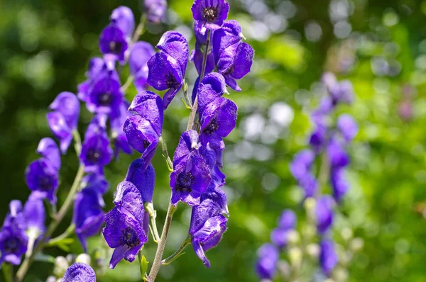 Společné šalamounkem nebo Aconitum napellus — Stock fotografie