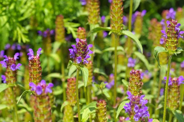 Gemeenschappelijk self-heal of Prunella vulgaris — Stockfoto