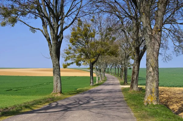 Bourgogne, bomen omzoomde weg — Stockfoto