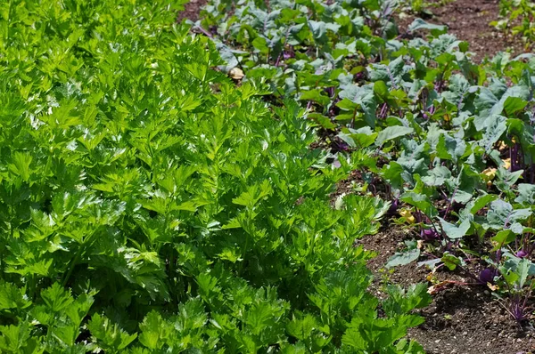 알 줄기 양배추 셀러리와 정원 — 스톡 사진