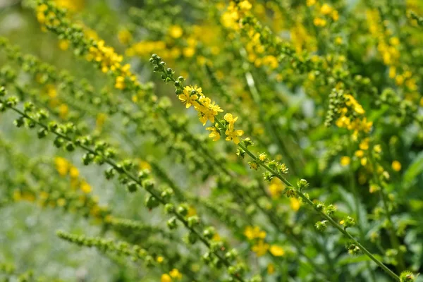A planta herbácea agrimônio comum — Fotografia de Stock