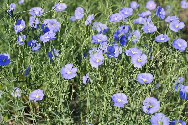 Linum austriacum flores en primavera —  Fotos de Stock