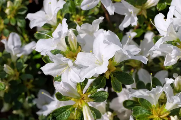 Rhododendron Palestrina na primavera — Fotografia de Stock