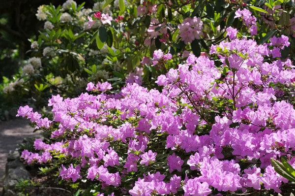 Rhododendron Schlippenbachii in het voorjaar — Stockfoto