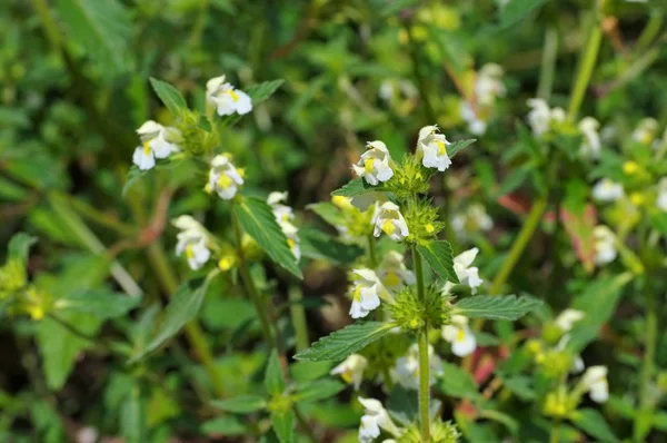 A planta de ervas Downy Hemp-urtiga — Fotografia de Stock