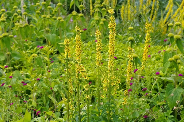 Verbascum nigrum, common name black mullein — Stock Photo, Image