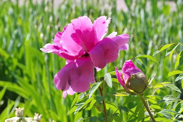 Peonía arbustiva de la variedad Reine Elisabeth — Foto de Stock