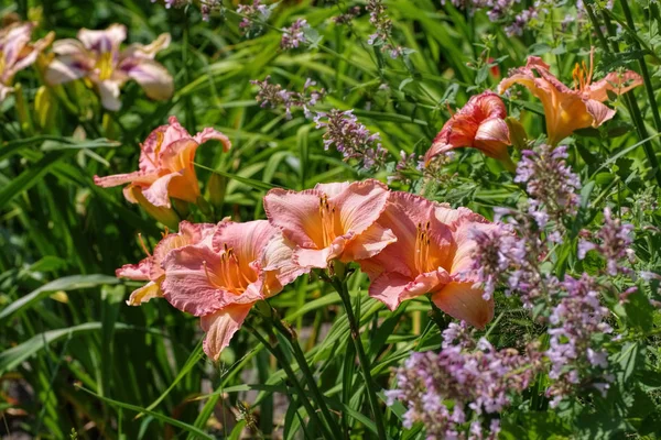 Daylily of the species Dancing Chiva — Stock Photo, Image