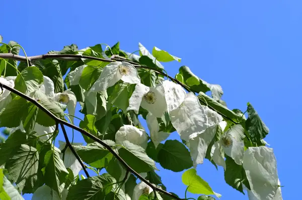 Paloma o Davidia involucrata — Foto de Stock