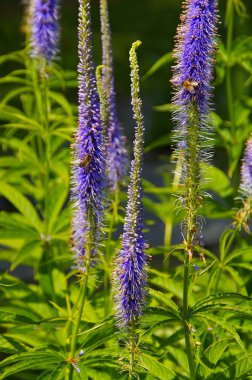 Veronicastrum virginicum, Veronica virginica
